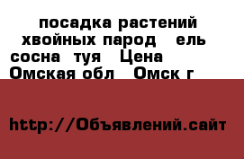 посадка растений хвойных парод - ель, сосна, туя › Цена ­ 1 500 - Омская обл., Омск г.  »    